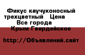 Фикус каучуконосный трехцветный › Цена ­ 500 - Все города  »    . Крым,Гвардейское